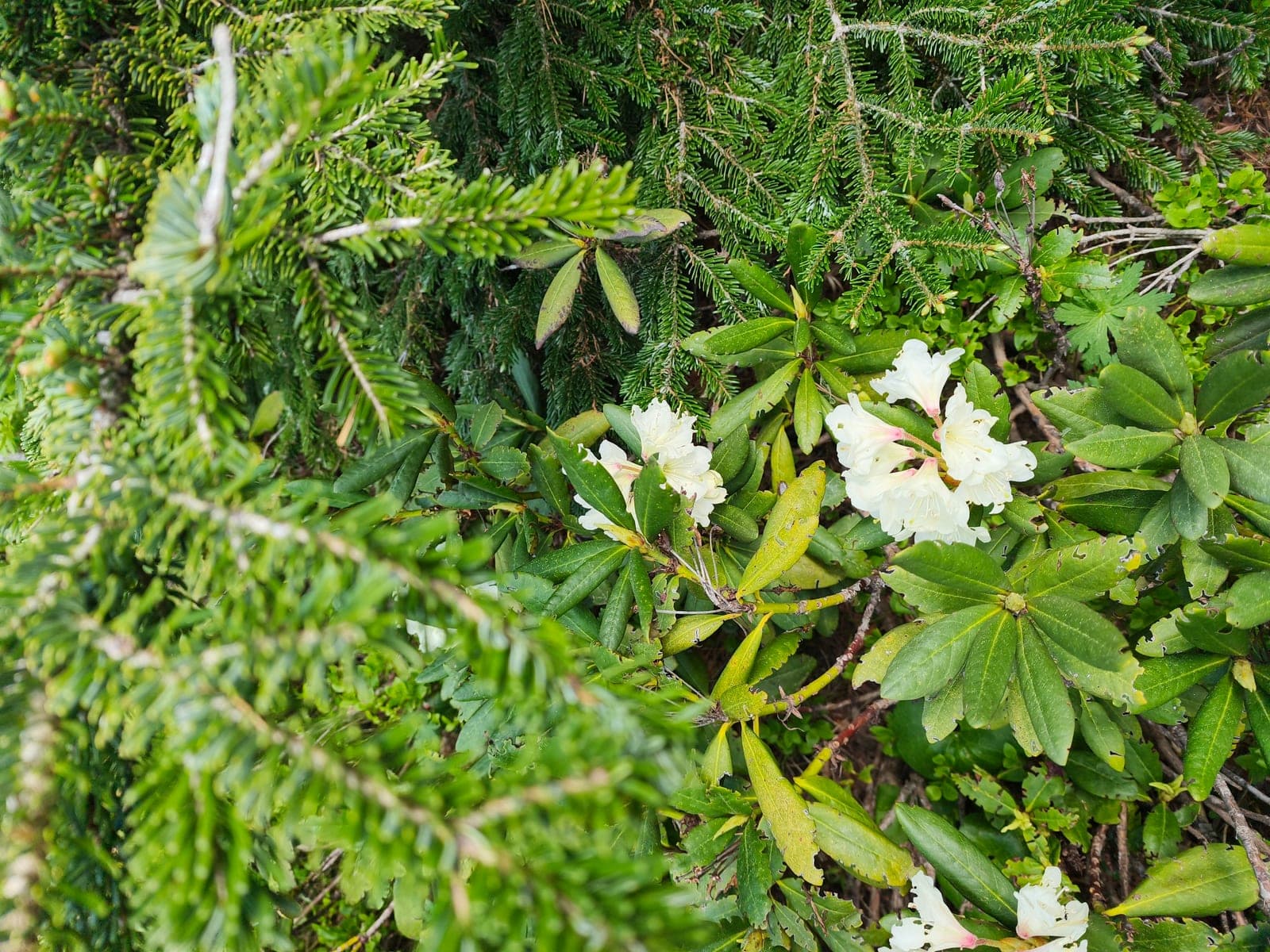 Svan mountain flowers